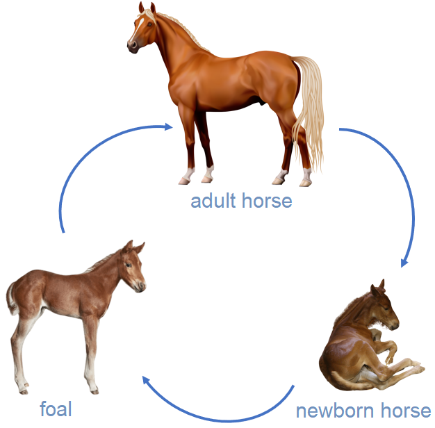 life cycle of a horse